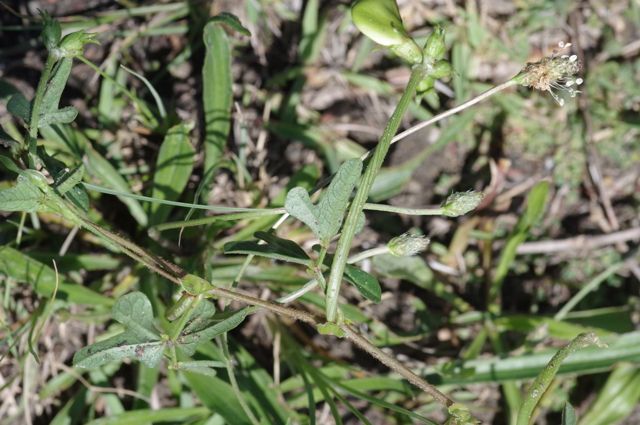 Vigna unguiculata